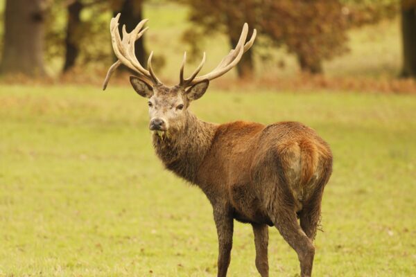 Deer